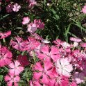 Dianthus x 'Bouquet rose magique' fleur